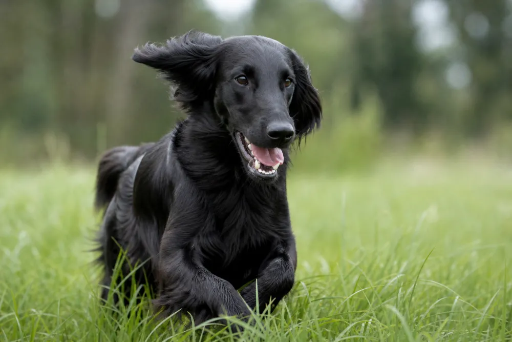 Flat Coated Retriever noir