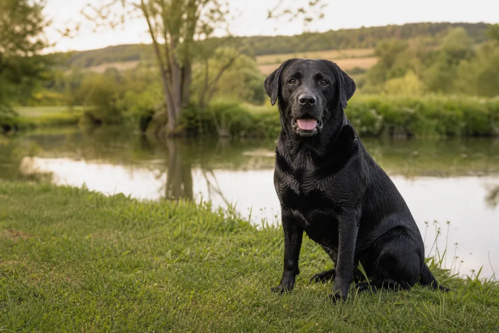 Labrador Retriever noir