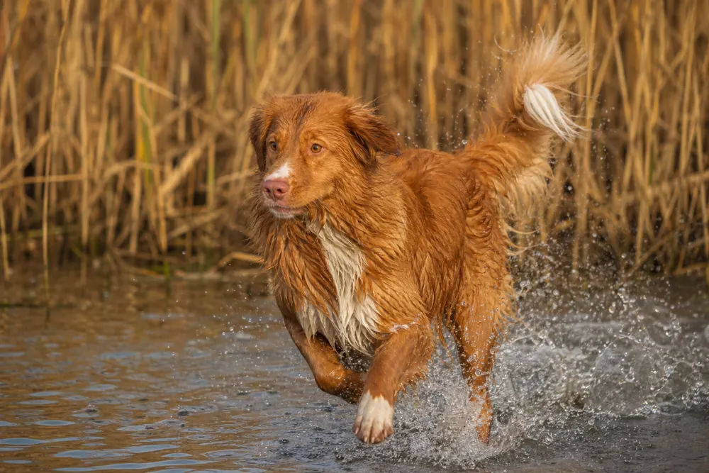 Nova Scotia Duck Tolling Retriever