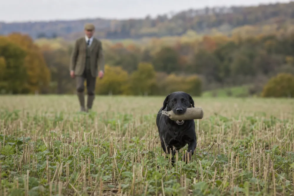 Labrador noir rapportant un gibier factice lors d'un field trial en plaine