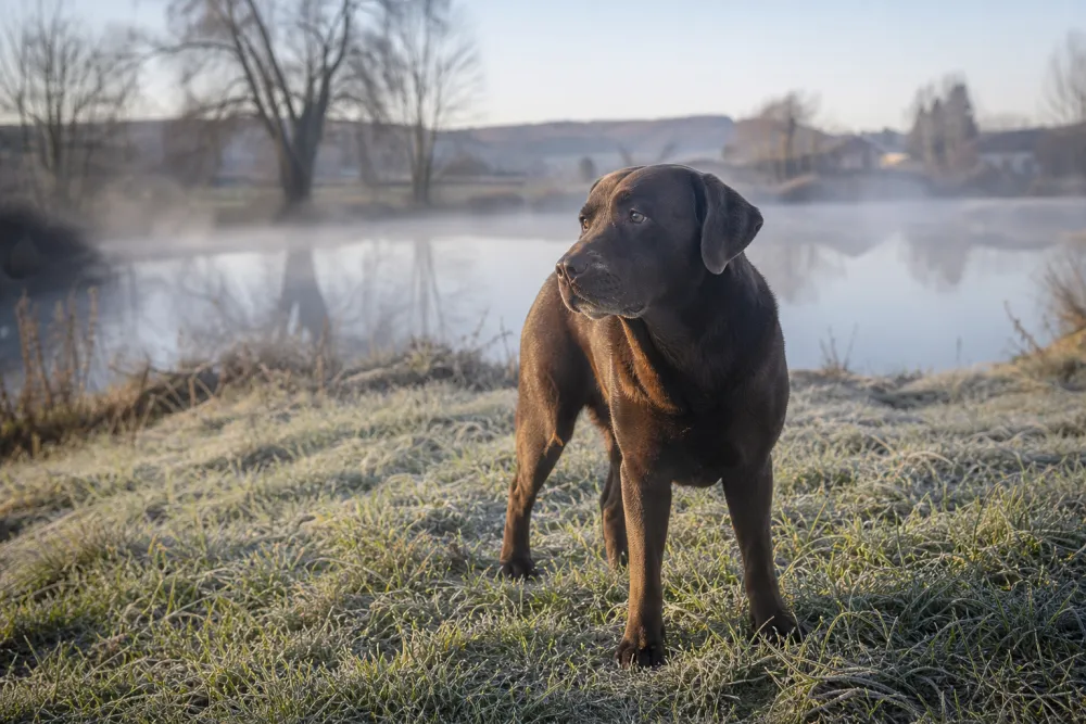 Labrador chocolat au bord d'un étang brumeux, matin d'hiver